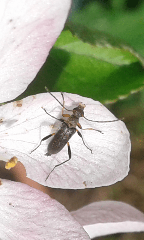 Cerambycidae: Grammoptera ruficornis